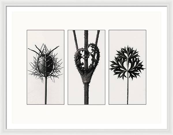 Herbarium, Plate 86, c1920 - triptych / Art Photo - Framed Print