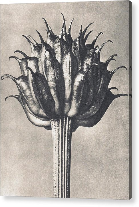 Herbarium, Plate 9, c1920 / Art Photo - Acrylic Print