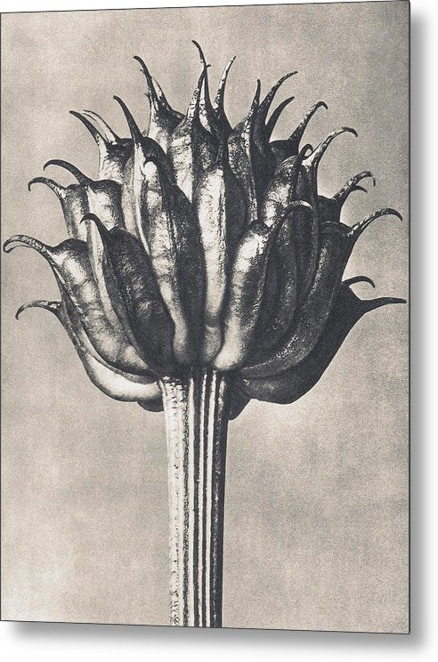 Herbarium, Plate 9, c1920 / Art Photo - Metal Print