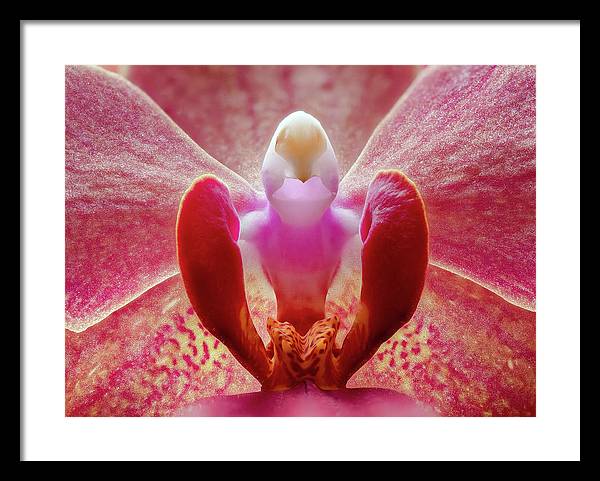 Inner Ridge of an Orchid Blossom / Art Photo - Framed Print