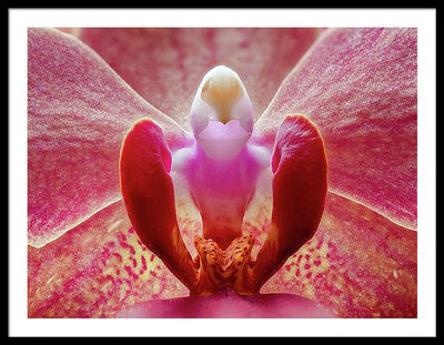 Inner Ridge of an Orchid Blossom / Art Photo - Framed Print