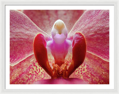 Inner Ridge of an Orchid Blossom / Art Photo - Framed Print