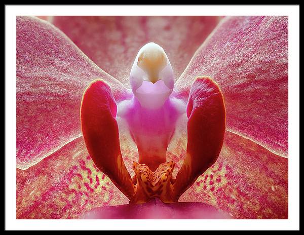 Inner Ridge of an Orchid Blossom / Art Photo - Framed Print