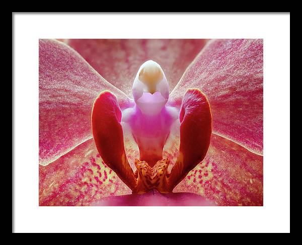 Inner Ridge of an Orchid Blossom / Art Photo - Framed Print