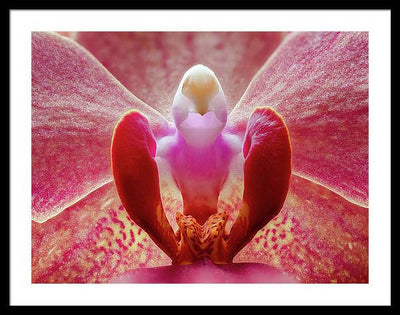 Inner Ridge of an Orchid Blossom / Art Photo - Framed Print