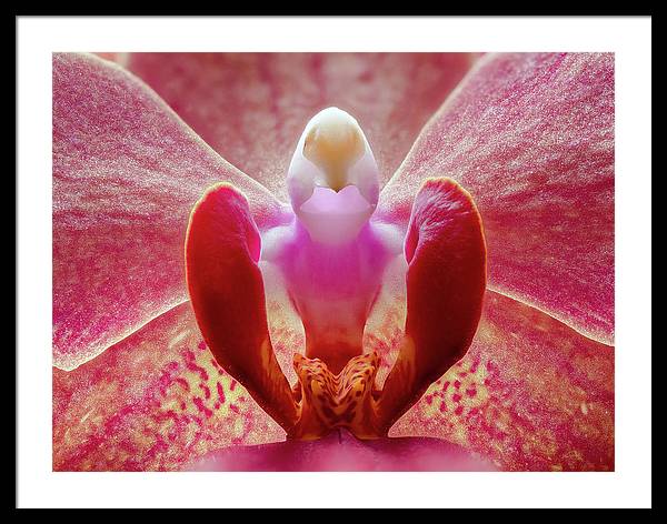 Inner Ridge of an Orchid Blossom / Art Photo - Framed Print