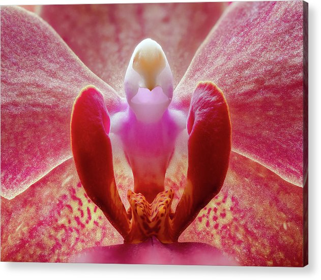 Inner Ridge of an Orchid Blossom / Art Photo - Acrylic Print