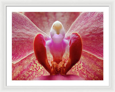 Inner Ridge of an Orchid Blossom / Art Photo - Framed Print