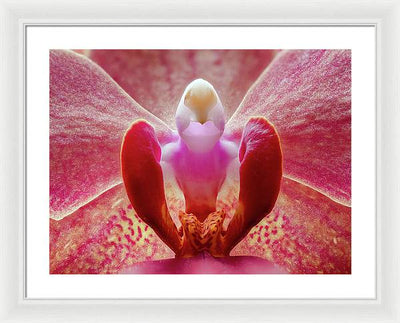 Inner Ridge of an Orchid Blossom / Art Photo - Framed Print