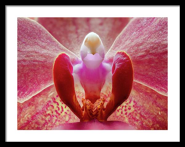 Inner Ridge of an Orchid Blossom / Art Photo - Framed Print