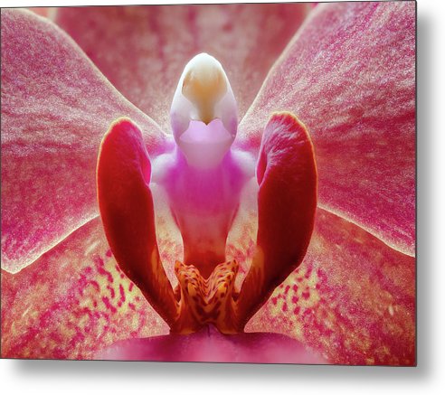 Inner Ridge of an Orchid Blossom / Art Photo - Metal Print