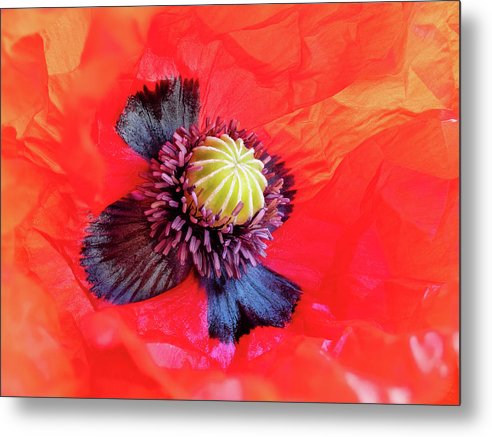 Interior of a Common Poppy Blossom / Art Photo - Metal Print