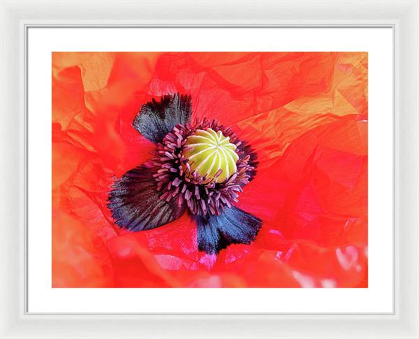 Interior of a Common Poppy Blossom / Art Photo - Framed Print