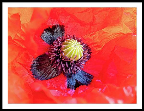 Interior of a Common Poppy Blossom / Art Photo - Framed Print