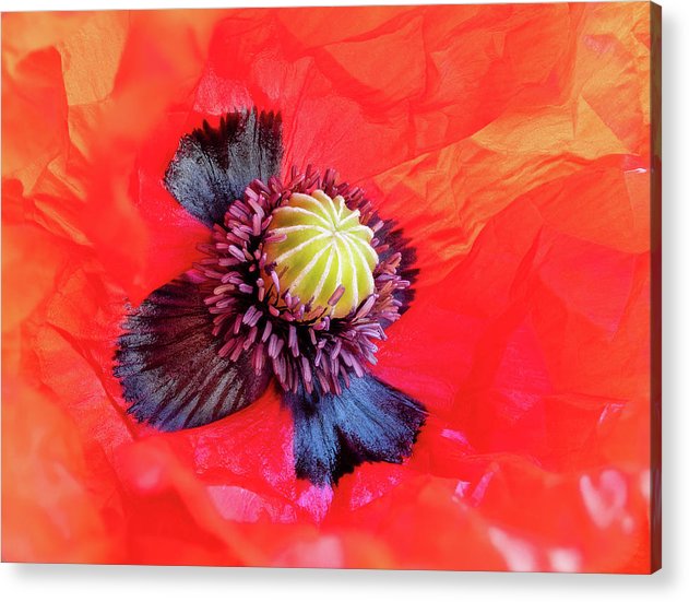 Interior of a Common Poppy Blossom / Art Photo - Acrylic Print