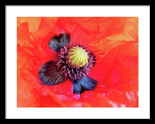 Interior of a Common Poppy Blossom / Art Photo - Framed Print