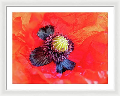 Interior of a Common Poppy Blossom / Art Photo - Framed Print