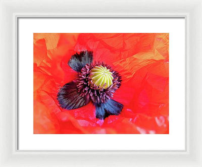 Interior of a Common Poppy Blossom / Art Photo - Framed Print