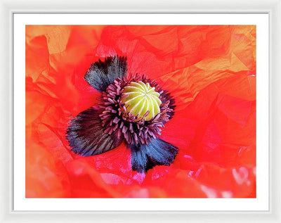 Interior of a Common Poppy Blossom / Art Photo - Framed Print