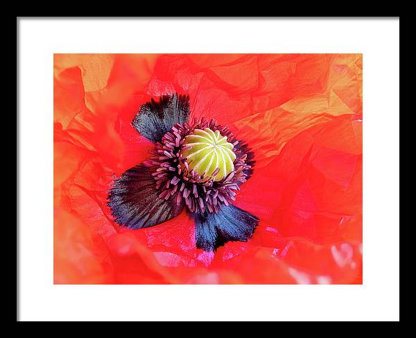 Interior of a Common Poppy Blossom / Art Photo - Framed Print