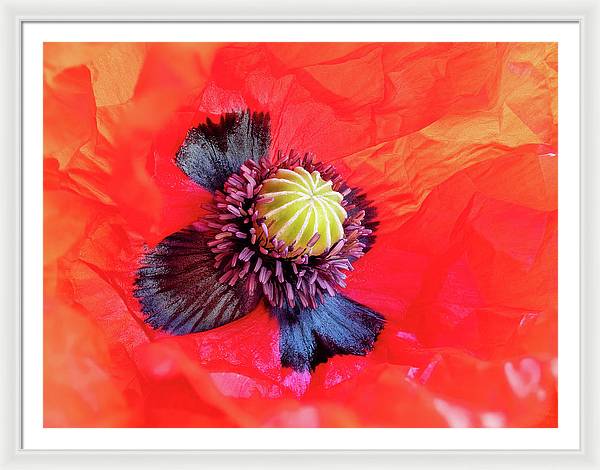 Interior of a Common Poppy Blossom / Art Photo - Framed Print