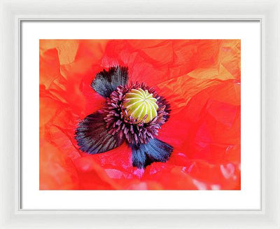 Interior of a Common Poppy Blossom / Art Photo - Framed Print