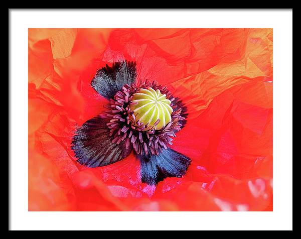 Interior of a Common Poppy Blossom / Art Photo - Framed Print