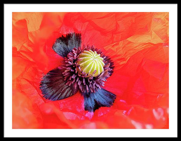 Interior of a Common Poppy Blossom / Art Photo - Framed Print