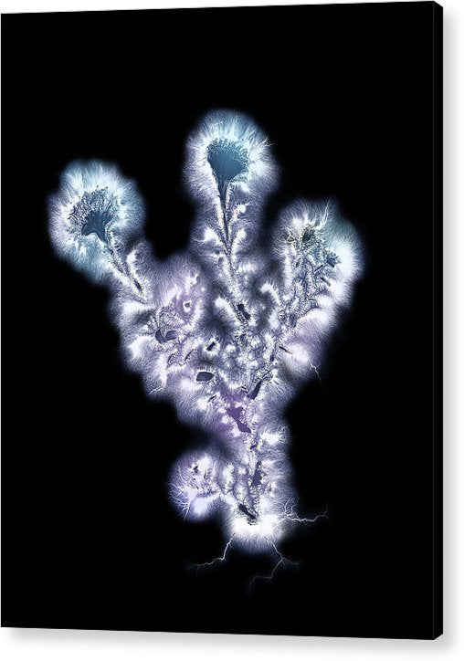 Kirlian Photograph of Aster / Art Photo - Acrylic Print