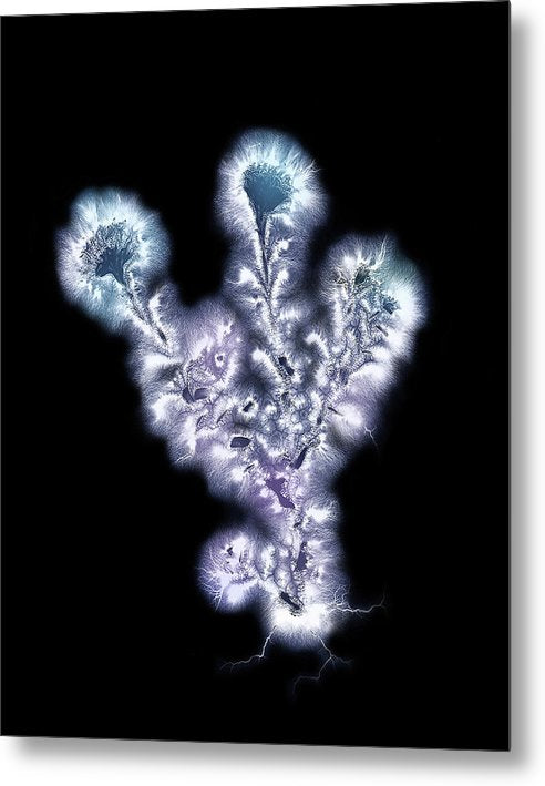 Kirlian Photograph of Aster / Art Photo - Metal Print