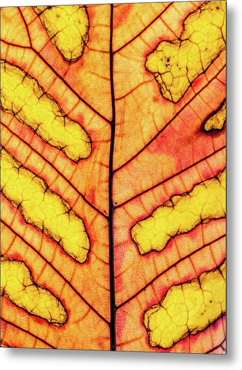 Leaf Veins / Art Photo - Metal Print