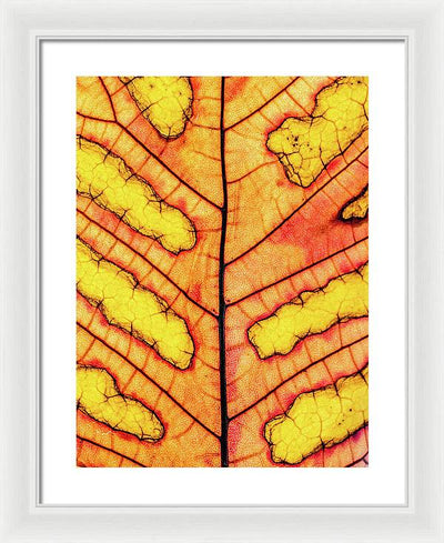 Leaf Veins / Art Photo - Framed Print