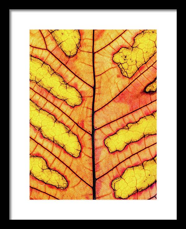 Leaf Veins / Art Photo - Framed Print