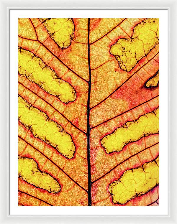 Leaf Veins / Art Photo - Framed Print