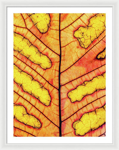 Leaf Veins / Art Photo - Framed Print