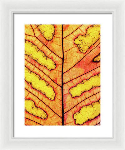 Leaf Veins / Art Photo - Framed Print