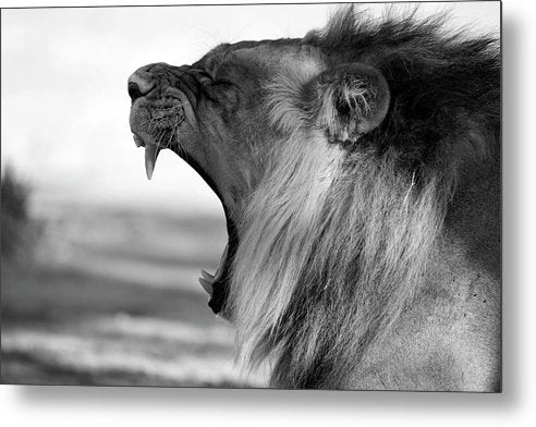 Lion, Black and White / Art Photo - Metal Print