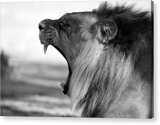 Lion, Black and White / Art Photo - Acrylic Print