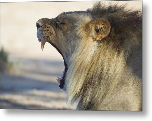 Lion / Art Photo - Metal Print