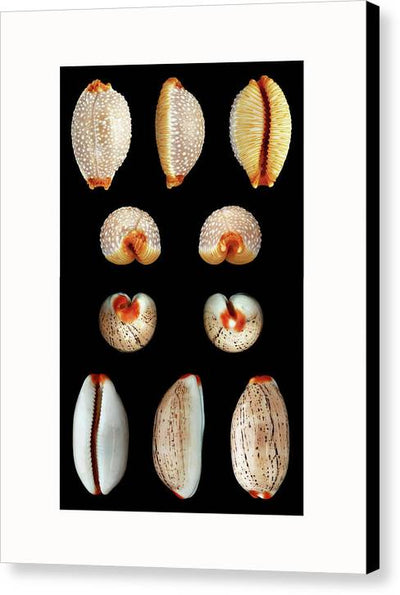 Luria Isabella, Staphylaea Staphylaea - diptych / Art Photo - Canvas Print