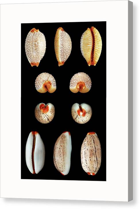 Luria Isabella, Staphylaea Staphylaea - diptych / Art Photo - Canvas Print