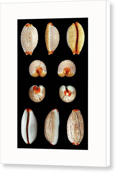 Luria Isabella, Staphylaea Staphylaea - diptych / Art Photo - Canvas Print