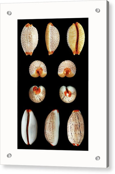 Luria Isabella, Staphylaea Staphylaea - diptych / Art Photo - Acrylic Print