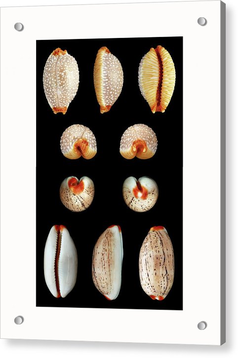 Luria Isabella, Staphylaea Staphylaea - diptych / Art Photo - Acrylic Print