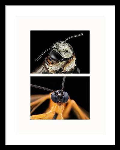 Macro #372 - diptych / Art Photo - Framed Print