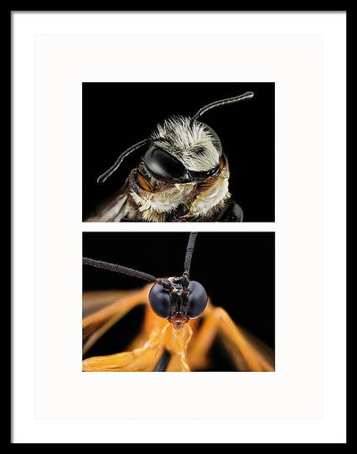 Macro #372 - diptych / Art Photo - Framed Print