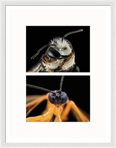 Macro #372 - diptych / Art Photo - Framed Print