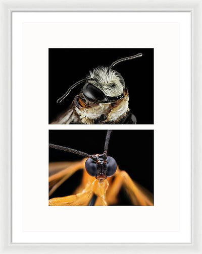 Macro #372 - diptych / Art Photo - Framed Print