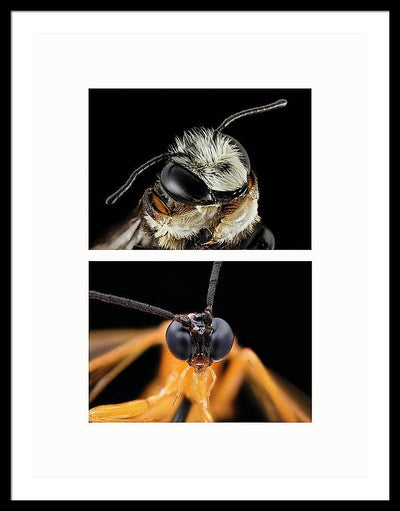 Macro #372 - diptych / Art Photo - Framed Print