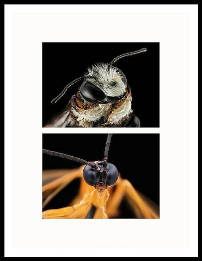 Macro #372 - diptych / Art Photo - Framed Print